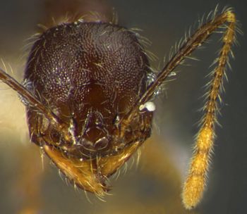 Media type: image;   Entomology 34269 Aspect: head frontal view